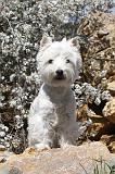WESTIE 041